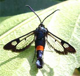 44.1-Clearwing-Moths