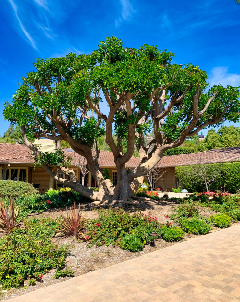 A large tree in front of a house.