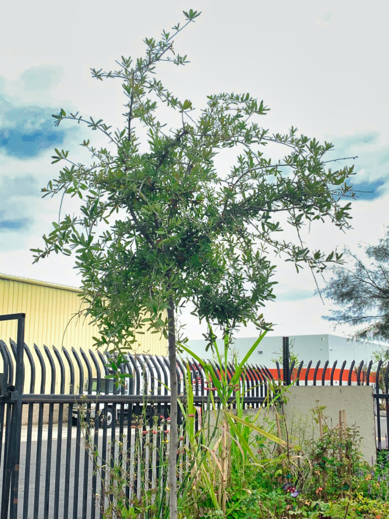 A tree is in the foreground with a fence and building behind it.